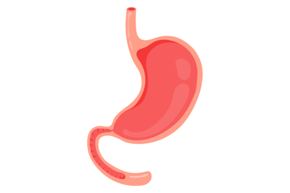 Reviewing Empty Stomach Cartoon Human Organ. Medic