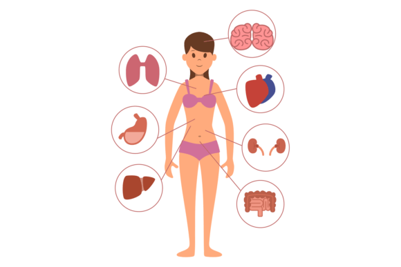 Woman Body Organs: Medical Graphics & Illustrations